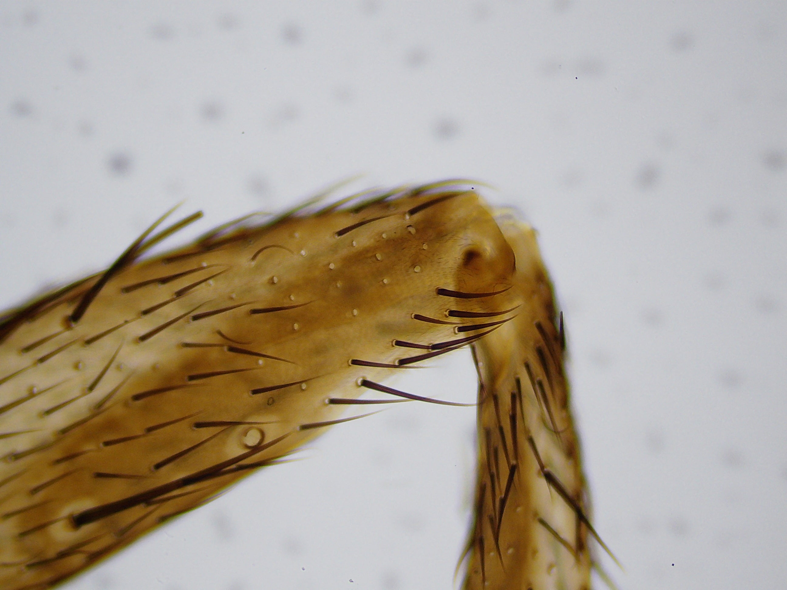 21x-840x Digital Microscope with 4.3-inch LCD Touchscreen and Integrated Camera