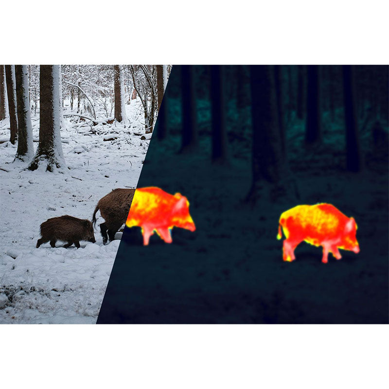 Image of wild boar with transition into thermal imaging